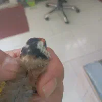 سهرنرچونه
