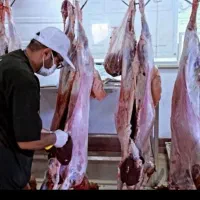 گوسفند زنده ارگانیک جایگاه شهرداری‌باسکول دیجیتال‌