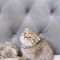 گربه اسکاتیش برتیش نر