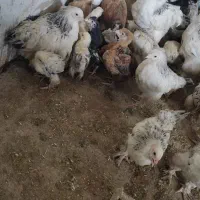 خروس برهما معاوضه