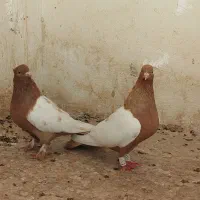 سینه زرد عتیقه