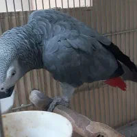 کاسکو نر درشت و مست