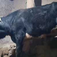 فروش گوساله