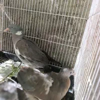 یک عدد کبوتر ج با ۲جوجه
