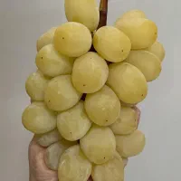 نهال عناب اوکراینی ، تهران|خدمات باغبانی و درختکاری|تهران, خلیج فارس|دیوار