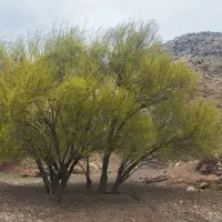 شا  گرد افغانی و ایرانی