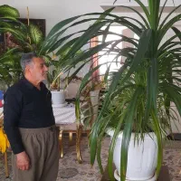گیاه پاندانوس