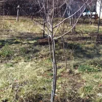 نهال به محلی