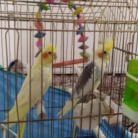 عروس هلندی