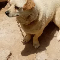 سگ پاکوتاه ماده