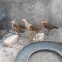 جوجه محلی