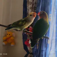 زیبا سالم شیطون با هم یک جا واگذار میشه