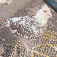 دوماهه