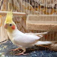 عروس هلندی نر