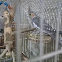 عروس هلندی