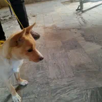 سگ شیواوا سایز ریز حرف گوش کن