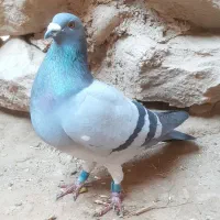 کبوتر