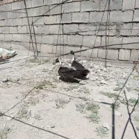 طبل یاماها 60سانتی