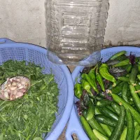 خیار|خوردنی و آشامیدنی|ارومیه, |دیوار
