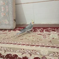 عروس هلندی