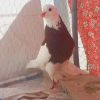 کفتر‌طوقی