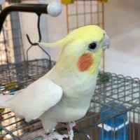 عروس هلندی سخنگو