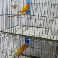 یک جفت قناری اورجینال