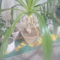 گل سوسن