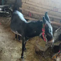 الاغ فروشی