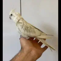 عروس هلندی