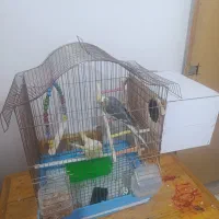 عروس هلندی