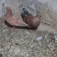 سلام یک جفت کبوتر