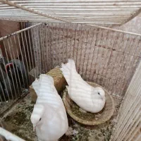 سفید راعبی،طوقی