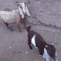 ۸راس بزوکره دورگه وشیرا