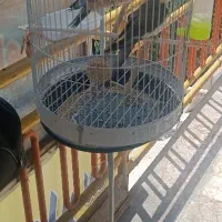 پرنده