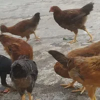 تعدادی نیمچه خروس کاکلی و معمولی