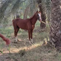 اسب|اسب و تجهیزات اسب‌سواری|جیرفت, |دیوار