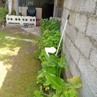 سوییت-اجاره-ای