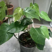 گیاه خونگی،قلعه تل