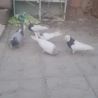 تعداد کبوتر بفروش میرسد