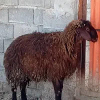 فروش بره در رامهرمز کیلویی 600 مقطوع