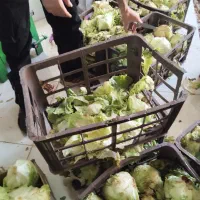 معاوضه کاهو و مانده کاهو با انواع پرندگان قفسی و..