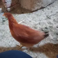 نیمچه مرغ وخروس جوجه ی امسال