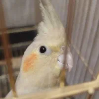 عروس هلندی