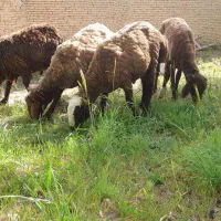 فروش ۴راس بره نر افشاری