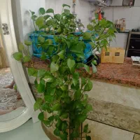 گل طبیعی|گل و گیاه طبیعی|دورود, |دیوار