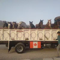 خرید فروش اسب