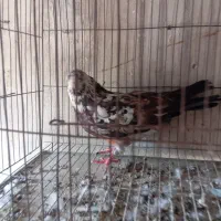 کفتر|پرنده|کهنوج, |دیوار
