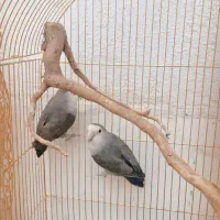 جفت طوطی برزیلی فروش پول لازم