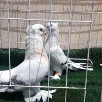 کبوترهای ترک زینتی وارداتی